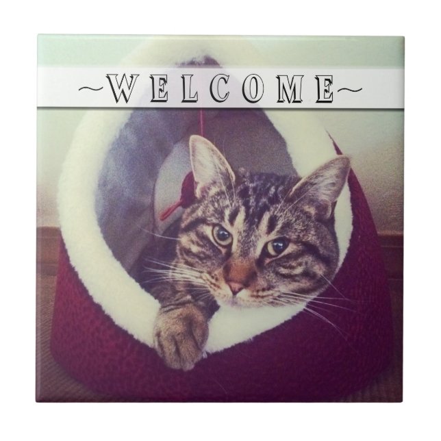 Tabby-uppmjukning i Hut-Anpassningsbarna för närbi Kakelplatta (Framsidan)