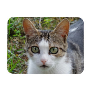 Tabby/Vit Katt 3 tum x 4 tum Magnet