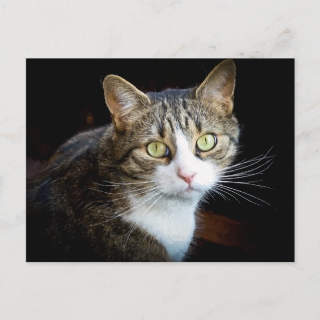 Tabby Vykort (Framsida)