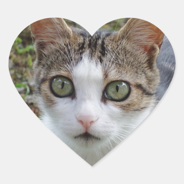 Tabby/White Cat Heart - etikett (Framsida)