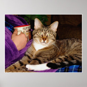 Tabbyavbrottsaffisch Poster