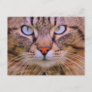 tabbyfotokatt vykort