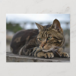 Tabbykatt redo för action i Devon Vykort