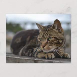 Tabbykatt redo för action i Devon Vykort