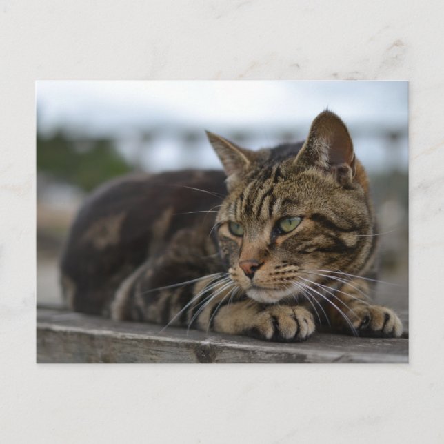 Tabbykatt redo för action i Devon Vykort (Framsida)