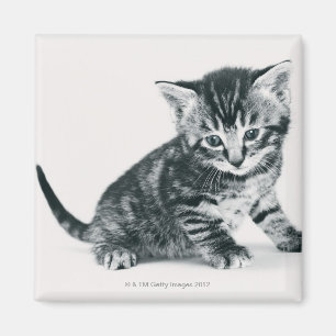 Tabbykattunge Magnet