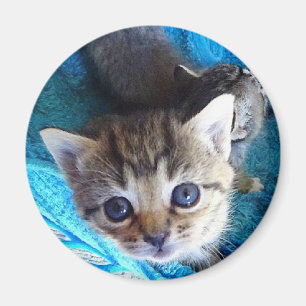 Tabbykattunge Magnet