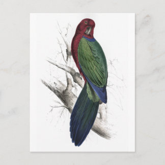 Tabuan Parrakeet av Edward Lear Vykort