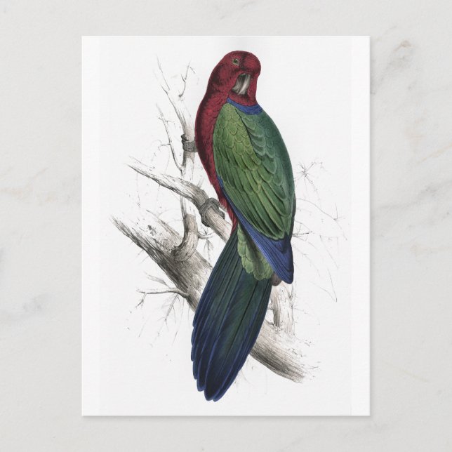 Tabuan Parrakeet av Edward Lear Vykort (Framsida)