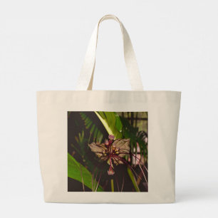 Tacca chantrieri (Tacca nivea) - Black Fladdermus  Jumbo Tygkasse