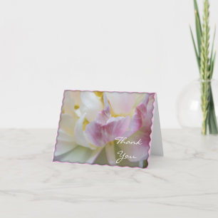 Tack av rosa och vit Tulip Flower Blommar