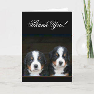 Tack Bernese hund valp Kort