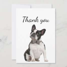 Tack Boston Terrier Hund Pet Animal