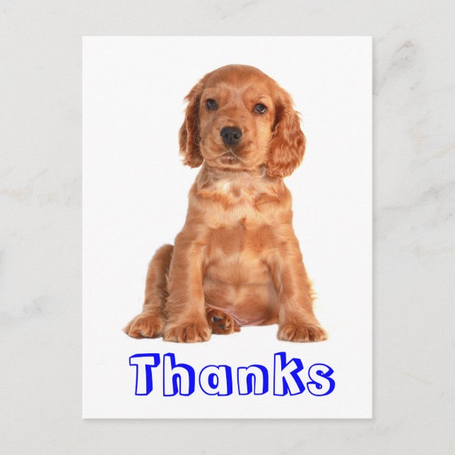 Tack Cocker Spain Puppy Hund Postcard Vykort (Framsida)