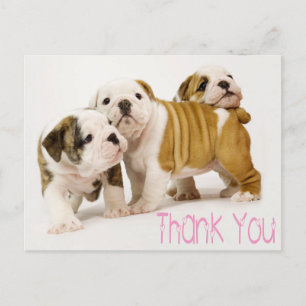 Tack English Bulldog Puppy Hundar vykort