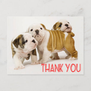 Tack English Bulldog Puppy Hundar vykort