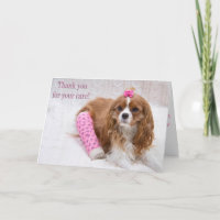 Tack för din omsorg King Charles Spaniel