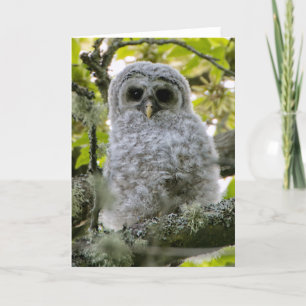 Tack för ditt kort för Fuzzy Owlet Barred Uggla