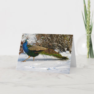 Tack för ditt kort för Peacock Winter Guemes