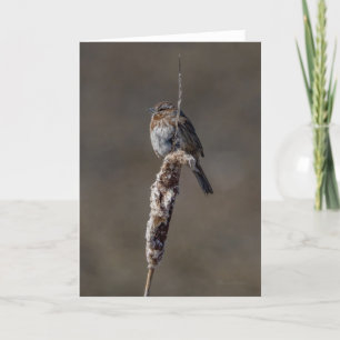Tack för ditt kort i sång Sparrow