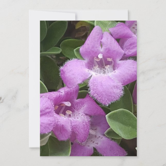 Tack för ditt tack för ditt Lila-kort (Framsida)