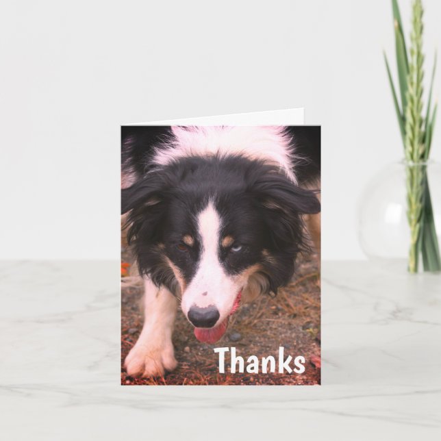 Tack för Hund-tackkort för Gräns Collie Stare (Framsida)