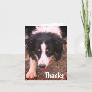 Tack för Hund-tackkort för Gräns Collie Stare Kort