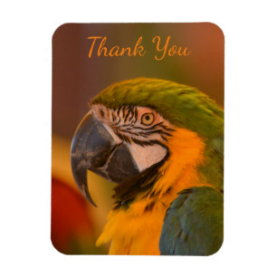 Tack för Macaw Parrot Magnet