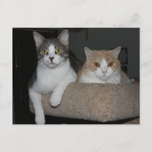 Tack för Mentoring Me Vykort