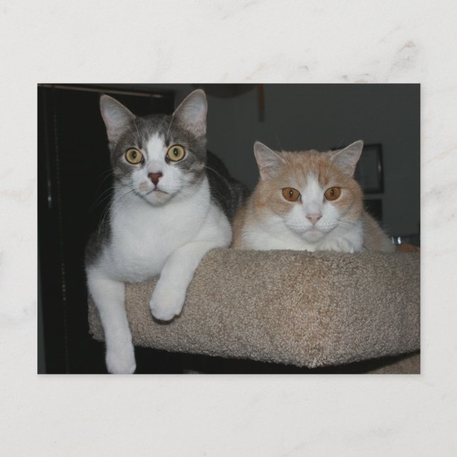 Tack för Mentoring Me Vykort (Framsida)