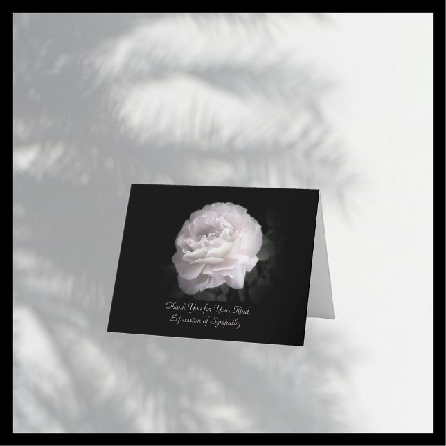 Tack för sympati, en Blek Rosa ros (Skapare uppladdad)