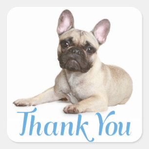 Tack Fransk Bulldog Puppy Hund Sticker Fyrkantigt Klistermärke