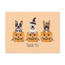 Tack Franska Bulldoggar Pumpa