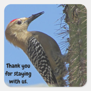 Tack Gila Woodpecker Photo House Guest Fyrkantigt Klistermärke