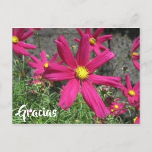 Tack, Gracias Spansk lila Vykort