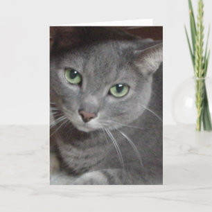 Tack/Grått-Cat Tack Kort