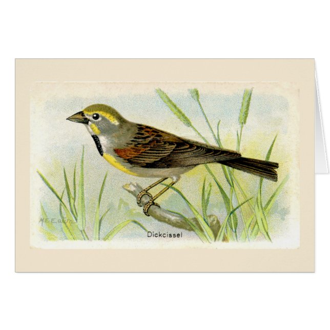 Tack-kortet för Dicki Bird Hälsningskort (Framsidan Horizontal)