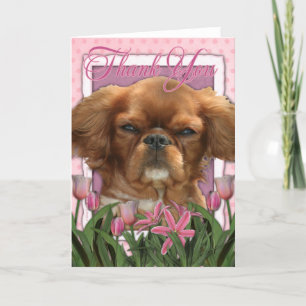 Tack - Kung Charles Cavalier - Ruby Kort