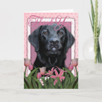 Tack - Labrador - Svart - Gage