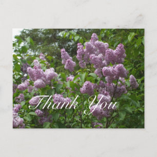 Tack-Lila Lilac Bush Vykort