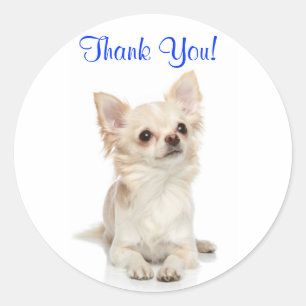 Tack Long-Halls Chihuahua Sticker Runt Klistermärke