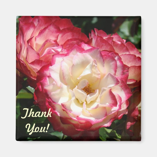 Tack! magnetpresenter Rosa Vita Rosblommor Magnet (Framsidan)