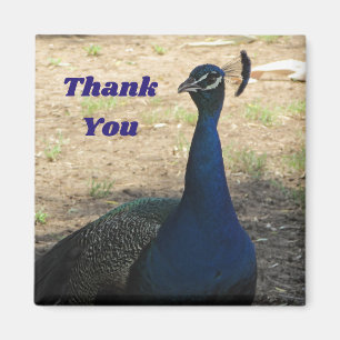 Tack Male Peacock Photo Apprecition Magnet
