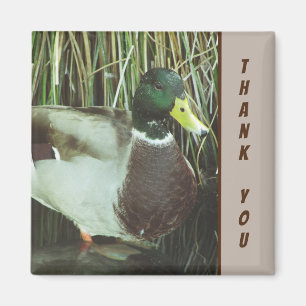 Tack Mallard Anka Photo Nature Sjö Bird Magnet