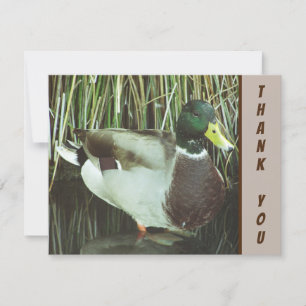 Tack Mallard Anka Vild Birduppskattning Kort