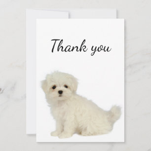 Tack maltesiska Hund Pet Animal Kort