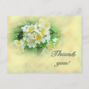 Tack Multiflora Ro Vykort