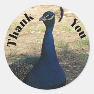 Tack Peacock Photo Bright Blue Feathers Bird Runt Klistermärke