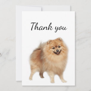 Tack Pommern Hund Pet Animal Kort