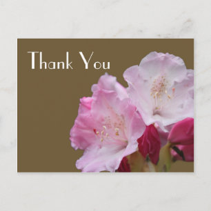 Tack, rosa azaleablommor，  杜 鹃 花 vykort